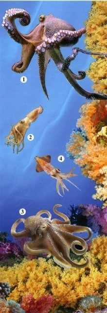 1 - гигантский осьминог, 2 - тихоокеанский кальмар, 3 - песчаный осьминог, 4 - командорский кальмар