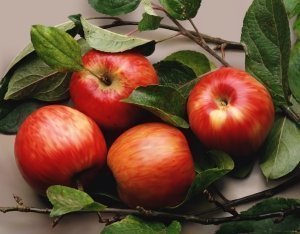 Влияние ЭМ-полимера на сохраняемость и качество свежих яблок