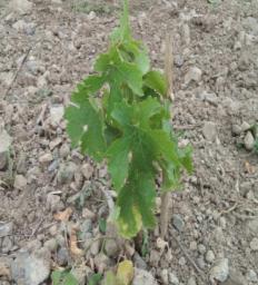 Фото 1 – Саженец винограда сорта Каберне-Совиньон клон 685 на 1.07.16 г.