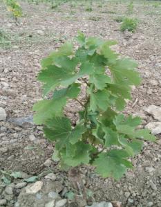 Фото 2  - Саженец винограда сорта Каберне-Совиньон клон 685 на 1.07.16 г.