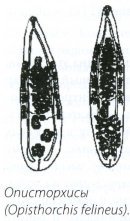 Описторхисы (Opistorchis felineus)