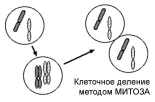 Деление клеток методом Митоза