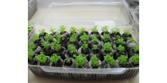 Выращивание рассады петуньи «в таблетках»