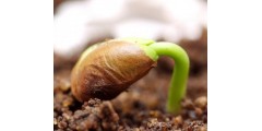 ШунгитЭМ для проращивания семян «в улитках»