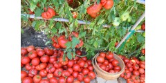 Основные ЭМ-мероприятия для плодоношения томатов