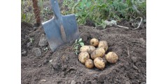 Как подготовить картофель к посадке весной