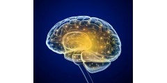 Вазолептин от Апифарм и функциональное состояние головного мозга