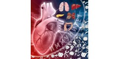 Опасные связи: инфекционные поражения организма и болезни сердца