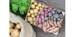 Как сохранить ЭМ-картофель до весны