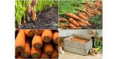 Почему морковь быстро становится дряблой или как ее сохранить с Гуматэм защитным