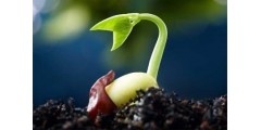ГуматЭМ для ускорения проращивания семян