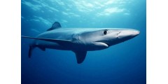 Акулий хрящ от Nutricare: подробно