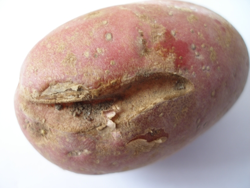 Борьба с нематодой картофеля и клубники