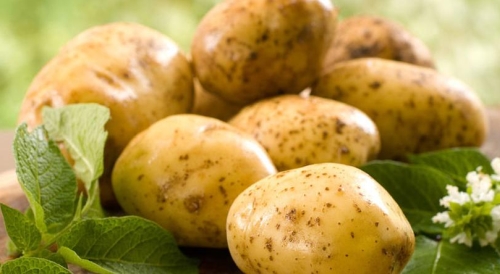 Умение вырастить ЭМ-картошку – дорогого стоит