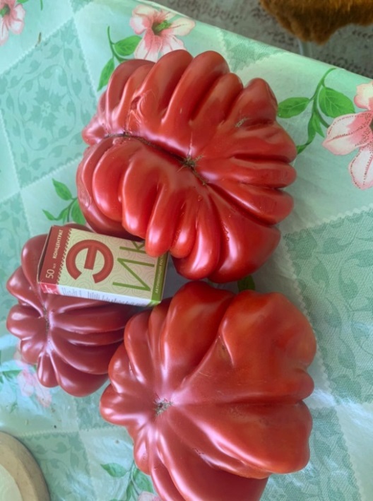 Что нужно сделать, чтобы продлить плодоношение томатов и вырастить их вкусными