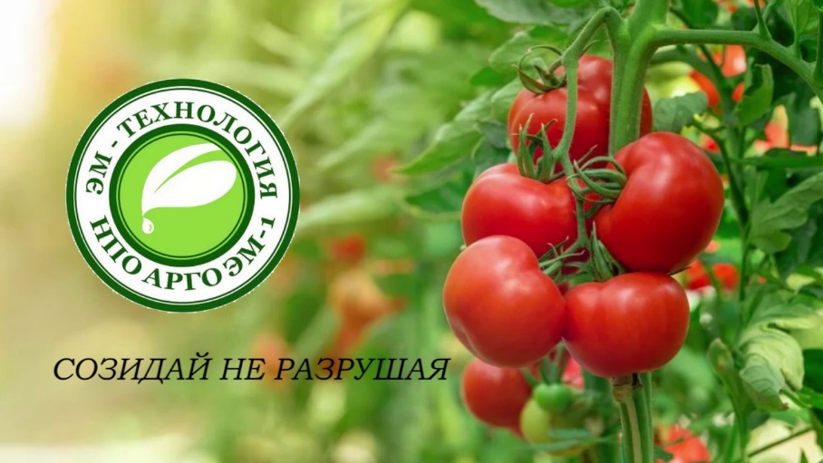 Какими способами можно ускорить созревание или продлить плодоношение томатов