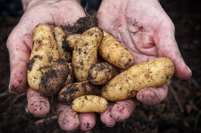Эмикс сухой для посадки картофеля