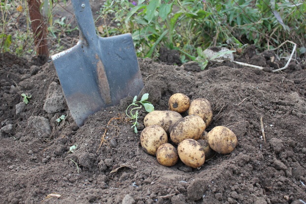 Как подготовить картофель к посадке весной