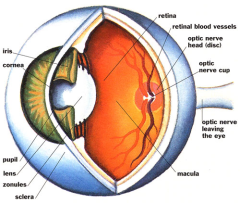 Глаз - питание и здоровье