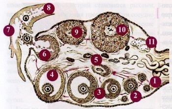 Рис.2. Схема строения яичника