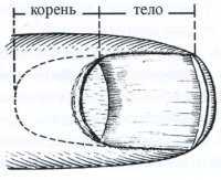 Рис. 12. Схема строения ногтя