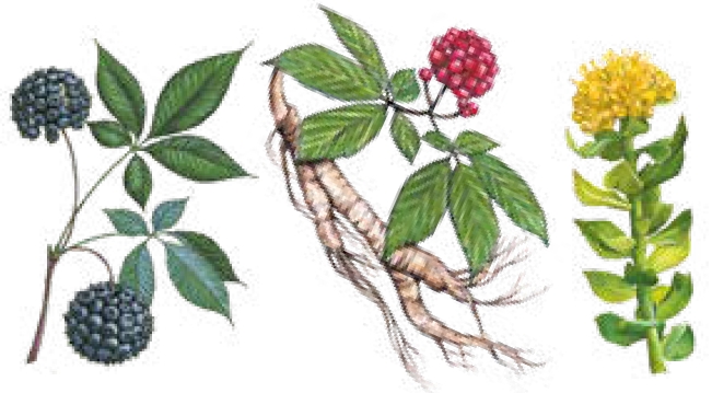 элеутерококк, женьшень и радиола розовая