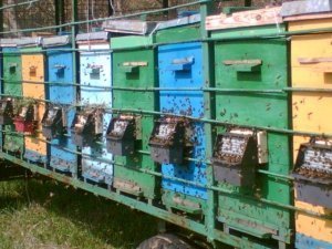 Применение ЭМ-технологии в пчеловодстве