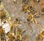 Применение ЭМ-КЕРАМИКИ и «БАЙКАЛ ЭМ-1» в пчеловодстве