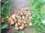 Способ выращивания раннего картофеля с «Байкалом ЭМ-1»!