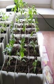 ГуматЭМ для защиты растений - профилактика болезней рассады и комнатных растений!