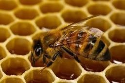 Применение препарата «ВетЭМ» для пчел