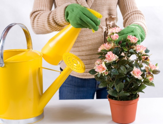 Самое популярное средство для продления цветения комнатных растений: ГуматЭМ