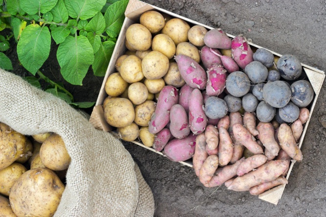 Как сохранить ЭМ-картофель до весны