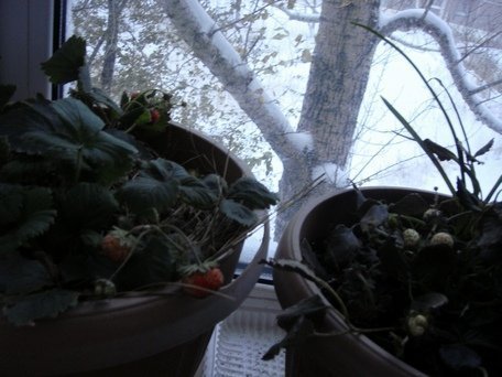 ЭМ-пластик позволяет выращивать землянику даже зимой!