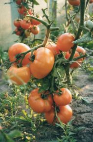 Уход за томатами согласно ЭМ-Технологии