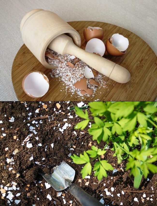 Как сделать Эмикс – подкормку из яичной скорлупы
