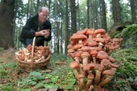 Применение ЭМ-технологии в грибоводстве