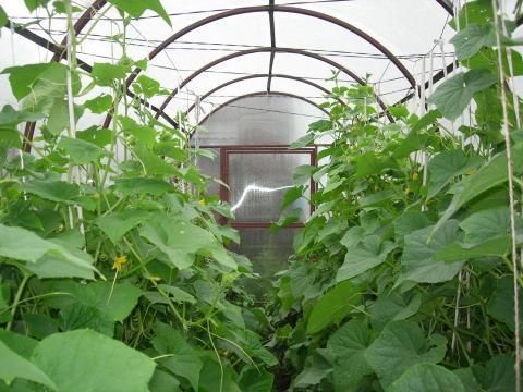 Влияние «Байкал ЭМ1» на урожайность огурцов в теплице