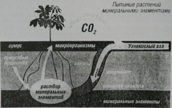Рисунок 2. Схема питания растений минеральными элементами