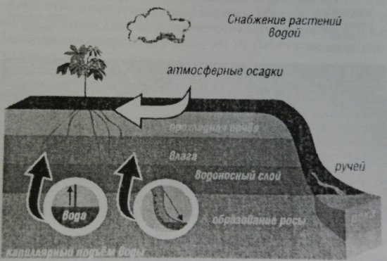 Рисунок 3. Снабжение растений водой