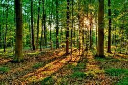 ЭМ-технология в лесоводстве