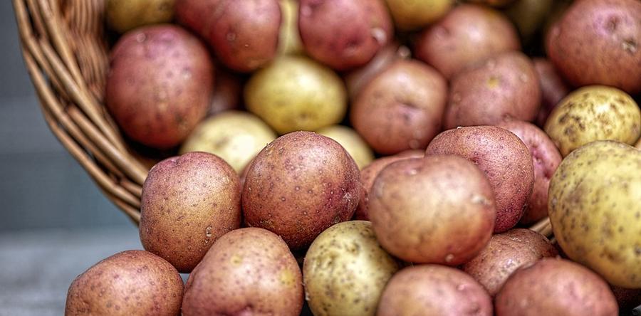 Загадка урожайности картофеля на шунгите