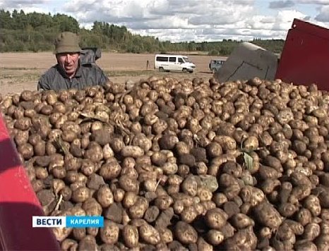 Загадка урожайности картофеля на шунгите