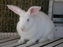 Опыт применения ЭМ-технологии в кролиководстве