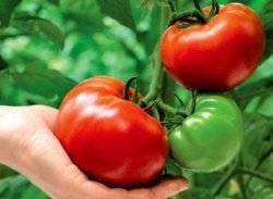 Как вырастить здоровые томаты без полива