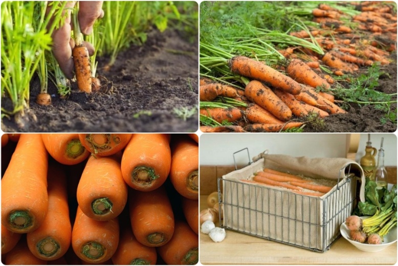 Почему морковь быстро становится дряблой или как ее сохранить с Гуматэм защитным