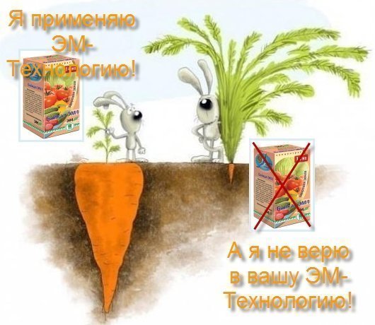 ЭМ-технология при выращивании моркови