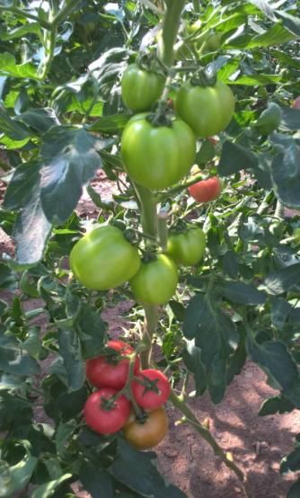 ЭМИКС прошел успешные испытания при выращивании томатов в защищенном грунте