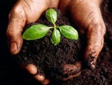 Как вырастить чернозем из обычной почвы