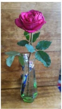 Результаты «реанимирования» розы